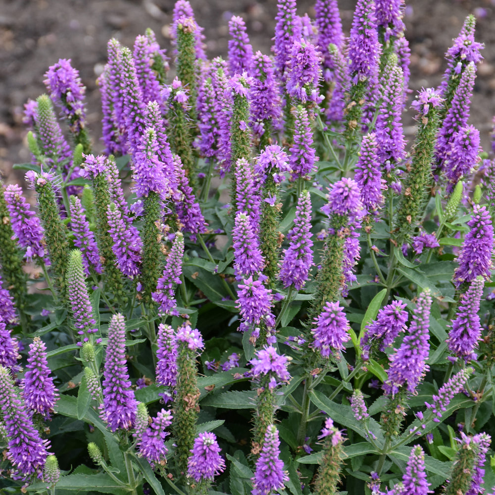 Veronica 'Purple Illusion'