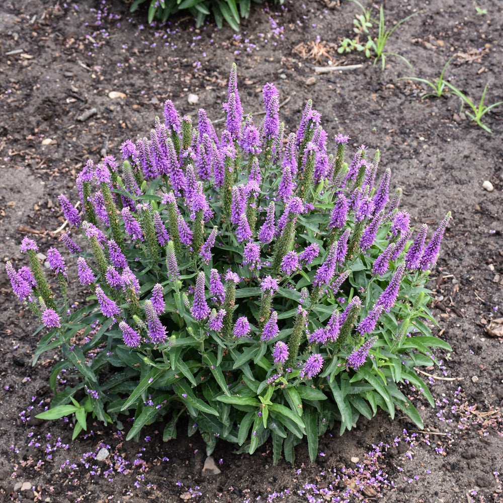 Magic Show® Purple Illusion Speedwell