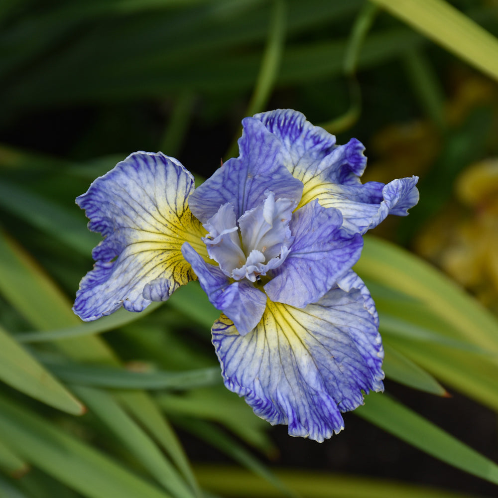 Iris sibirica 'Cape Cod Boys'