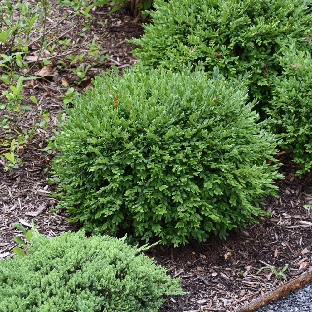 Buxus 'RLH-BI'