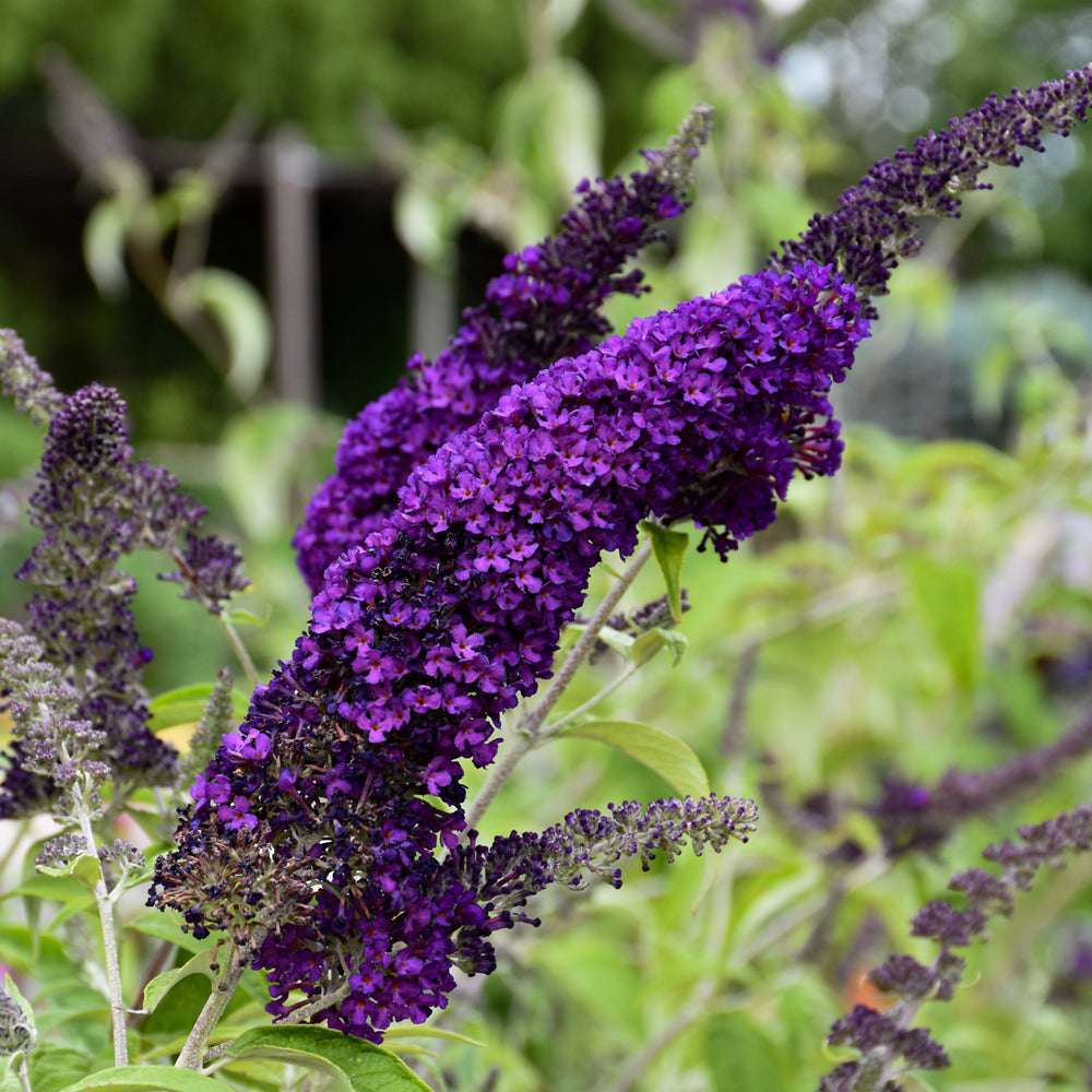 Buddleia davidii 'PIIBD-I'