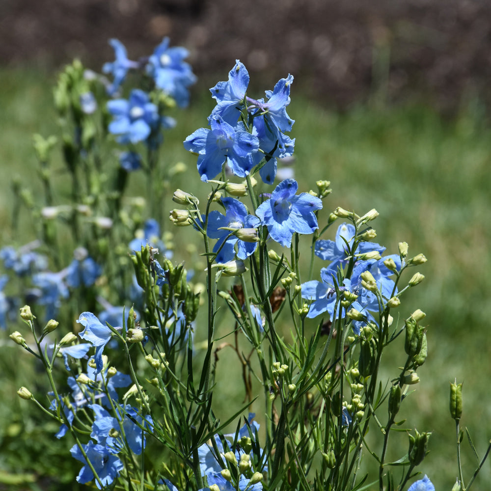 Delphinium grandiflorum 'Hunky Dory Sky Blue'